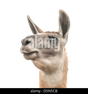 Llama capo isolato su bianco Foto Stock