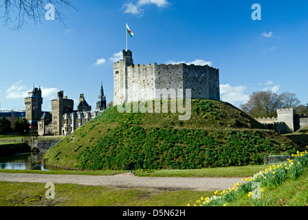 Norman mantenere e narcisi, Castello di Cardiff, Cardiff, Souuth Wales, Regno Unito. Foto Stock