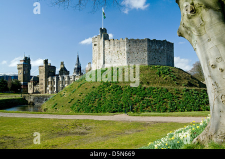 Norman mantenere e narcisi, Castello di Cardiff, Cardiff, Souuth Wales, Regno Unito. Foto Stock