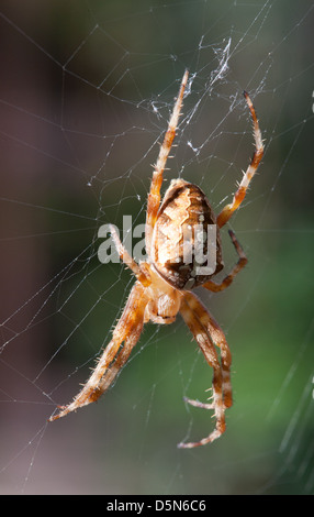 Giardino europeo Spider (Araneus diadematus) close-up in net Foto Stock