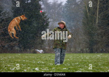 Mixed-razza cane (Labrador - Belga cane pastore / Malinois) proprietario e gioca con la palla di neve in inverno Foto Stock