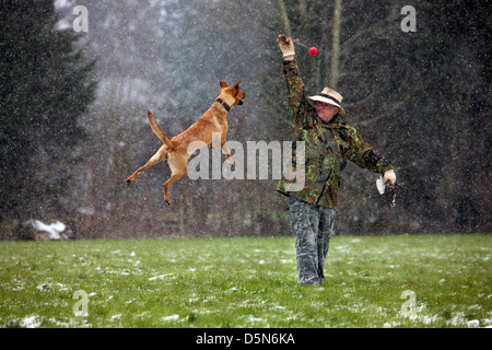 Mixed-razza cane (Labrador - Belga cane pastore / Malinois) proprietario e gioca con la palla di neve in inverno Foto Stock