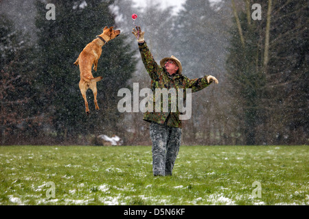 Mixed-razza cane (Labrador - Belga cane pastore / Malinois) proprietario e gioca con la palla di neve in inverno Foto Stock