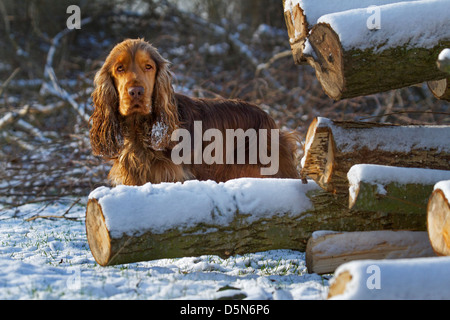 English Cocker Spaniel cane nella foresta di neve in inverno Foto Stock