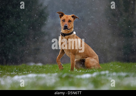 Mixed-razza cane (Labrador - Belga cane pastore / Malinois) nella neve in inverno Foto Stock