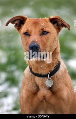 Mixed-razza cane (Labrador - Belga cane pastore / Malinois) nella neve in inverno Foto Stock