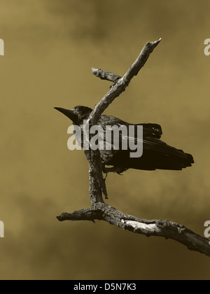 Raven nero seduto su albero secco Foto Stock