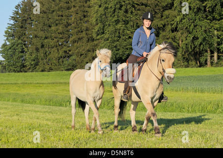 Giovane pilota sul retro di un fiordo norvegese cavallo e un yearling come cavallo di led Foto Stock