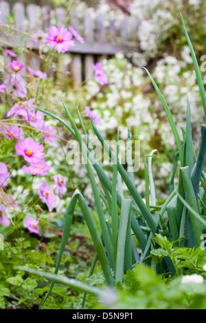 Allium cepa - cipolla di raggruppamento. Foto Stock
