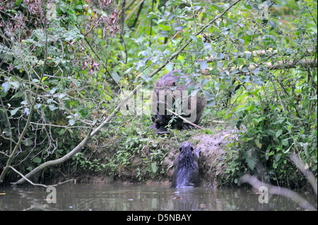 Eurasian castoro (Castor fiber) madre & Young in estate Foto Stock