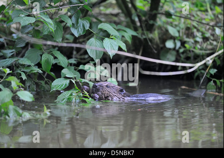Eurasian castoro (Castor fiber) alimentazione in acqua in estate Foto Stock