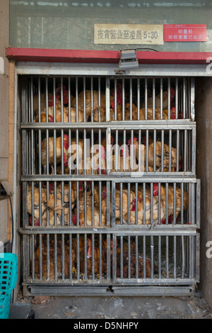 Nanjing, Cina - 20 febbraio 2013 Pollo memorizzato nella parte anteriore di un ristorante in Nanjing del principale quartiere dello shopping Xinjiekou. Foto Stock