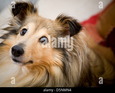 Sheltie posa sul lettino Foto Stock
