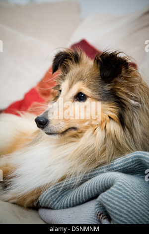 Sheltie posa sul lettino Foto Stock