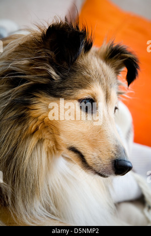 Carino sheltie posa sul lettino, fondale focus Foto Stock