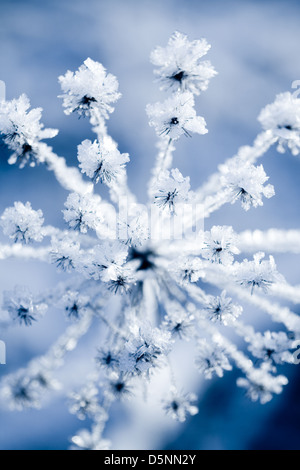 Fiore in inverno con congelate di cristalli di ghiaccio Foto Stock