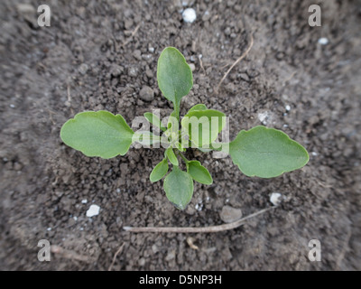 La piantina di Viola arvense Foto Stock