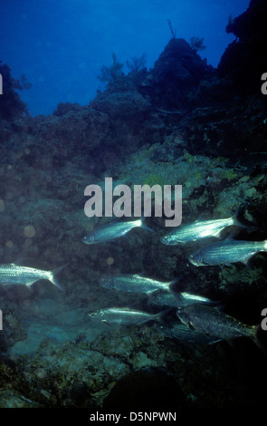 Isole Cayman Sett 1994 diapositive digitale conversioni,Scuba Diving,Divers,Corallo, Fotografia Subacquea,Isole Cayman,dei Caraibi Foto Stock