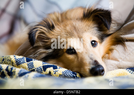 Sheltie recante sul lettino livingroom Foto Stock