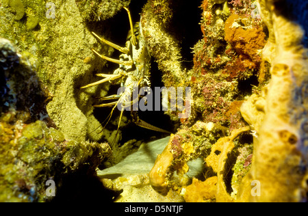 Isole Cayman Sett 1994 diapositive digitale conversioni,Scuba Diving,Divers,Corallo, Fotografia Subacquea,Isole Cayman,dei Caraibi Foto Stock