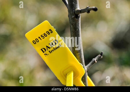 Carrickfergus, Irlanda del Nord, Regno Unito. Il 6 aprile 2013. Un DARD tag indica la scoperta del fungo Chalara fraxinea (deperimento delle ceneri) su un alberello al giubileo di legno in Whitehead Credit: stephen Barnes / Alamy Live News Foto Stock