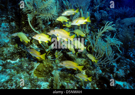 Isole Cayman Sett 1994 diapositive digitale conversioni,Scuba Diving,Divers,Corallo, Fotografia Subacquea,Isole Cayman,dei Caraibi Foto Stock