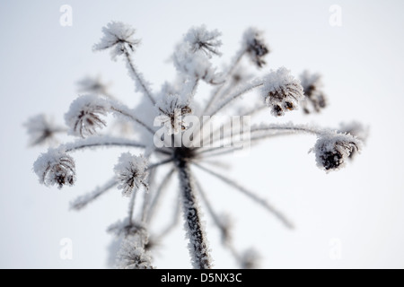 Fiore congelato, molto freddo giorno d'inverno Foto Stock