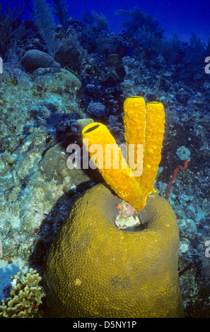 Isole Cayman Sett 1994 diapositive digitale conversioni,Scuba Diving,Divers,Corallo, Fotografia Subacquea,Isole Cayman,dei Caraibi Foto Stock