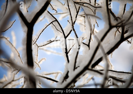 I rami di albero con spessi strati di neve Foto Stock