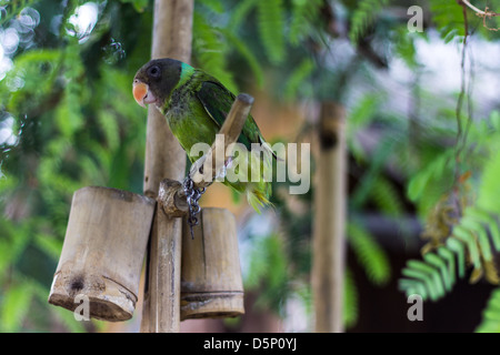 Pappagallo verde Foto Stock