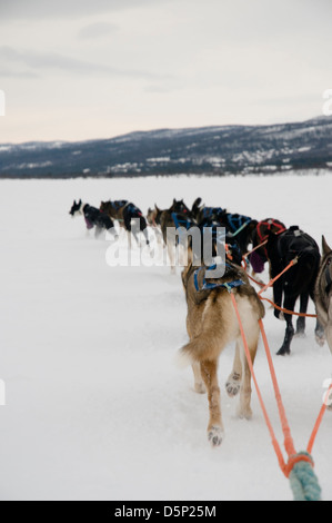 Una squadra di husky tirare una slitta in Geilo, Norvegia Foto Stock