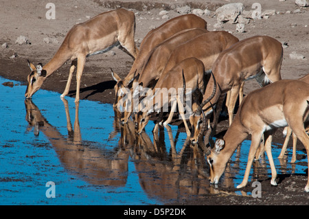 Gruppo di impala, Aepyceros melampus, bere a waterhole in Etosha National Park, Namibia, Africa Foto Stock