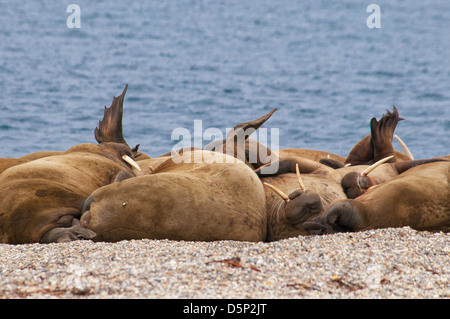 Cala di tricheco, Odobenus rosmarus, Torelineset, arcipelago delle Svalbard, Norvegia Foto Stock