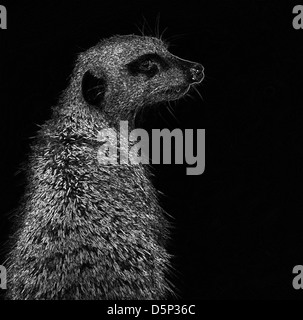 Una chiusura di un Meerkat guardando sopra la spalla. Foto Stock