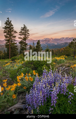 E lupino balsamroot con Stuart gamma montagne sullo sfondo; Tronsen Ridge Trail sopra Blewett Pass, Washington. Foto Stock