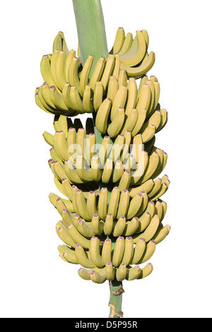 Grappolo di banane sulla banana filiale dello stabilimento Foto Stock