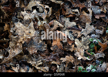 Frosty Quercus palustris / Pin di foglie di quercia pattern Foto Stock