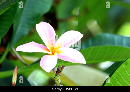 Il bianco e il giallo plumeria fiori,La Plumeria fiori su foglia verde dello sfondo. Foto Stock