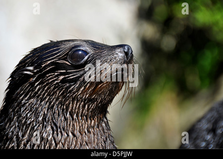 Ritratto di un bambino pelliccia sigillo pup fotografato presso il Parco Nazionale Abel Tasman, Isola del Sud, Nuova Zelanda Foto Stock