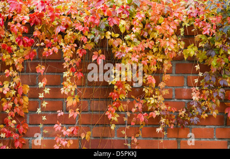 Trailing ivy appesa sopra un muro di mattoni a St Thomas Abbey a Brno Foto Stock