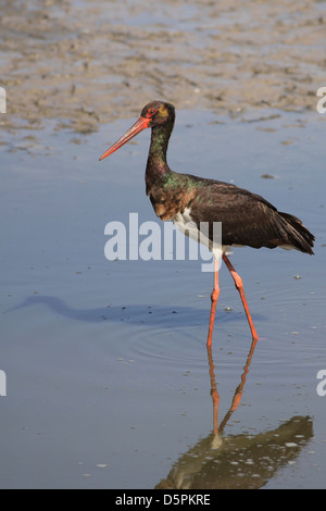 La cicogna nera (Ciconia nigra) è un grande trampolieri in la cicogna famiglia Ciconiidae. Foto Stock