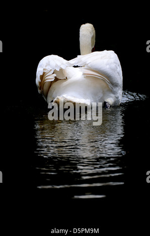 Swan in un stagno nuota lontano dalla fotocamera Foto Stock
