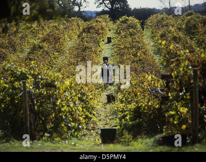 Selettori di uva a Carr Taylor vigneto, Hastings, East Sussex Foto Stock