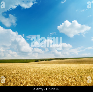 Golden harvest sotto il cielo nuvoloso Foto Stock