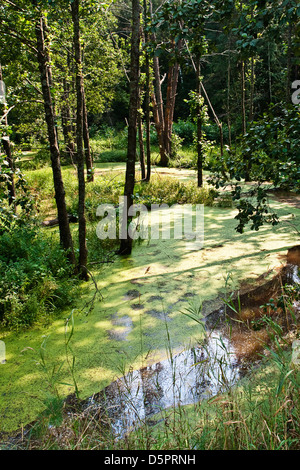 Piccola palude con lenticchie d'acqua nella foresta Foto Stock