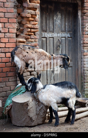 Bhaktapur, Kathmandu, Nepal Foto Stock