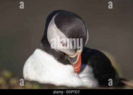 Preening puffin in allevamento piumaggio sulla lunga isola Foto Stock