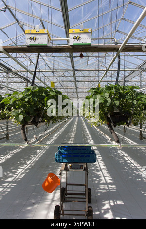 Fragole crescente metà di aria in una serra professionale con bumblebee alveari e contenitori di trasporto pronto Foto Stock