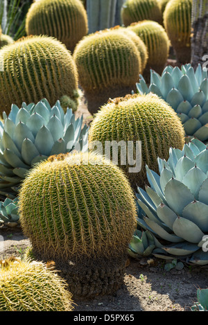 Echinocactus grusonii o Golden Barrel cactus è un ben noto specie indigene del Messico centrale. Foto Stock