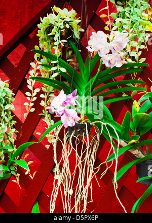 Parete decorata con diverse orchidee tropicali fiori Foto Stock